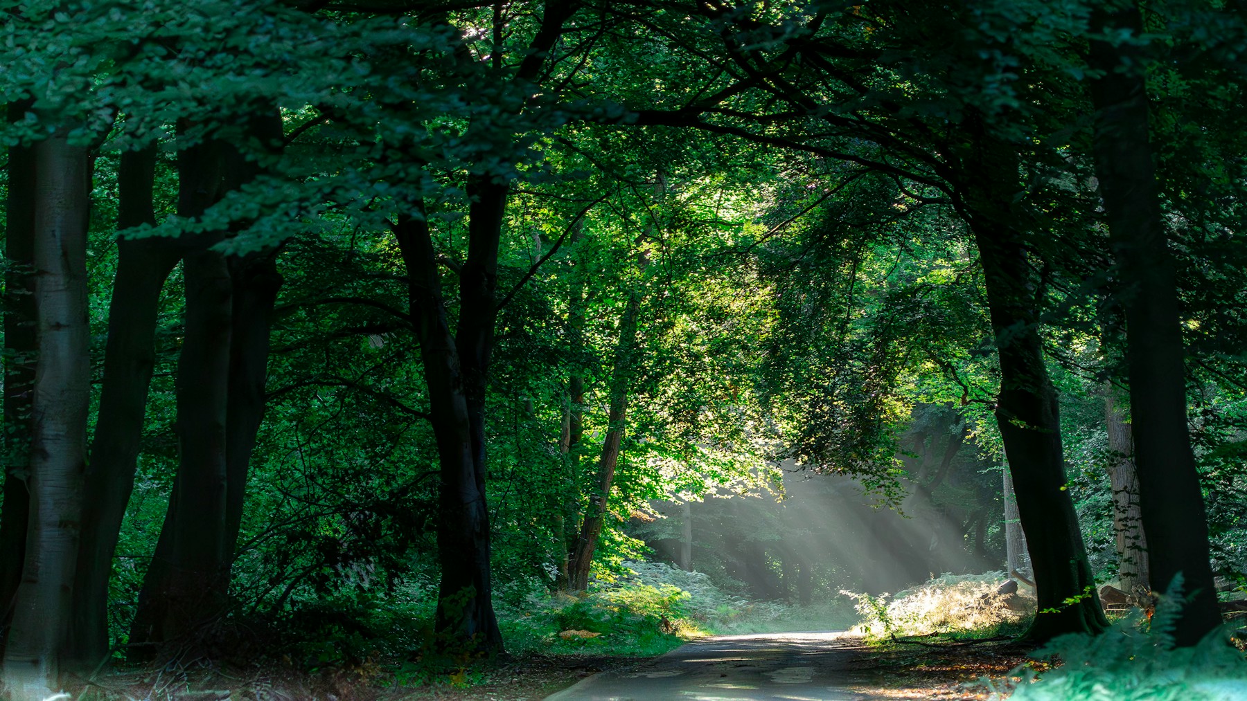 The same sunlit woodland path before Halation grading