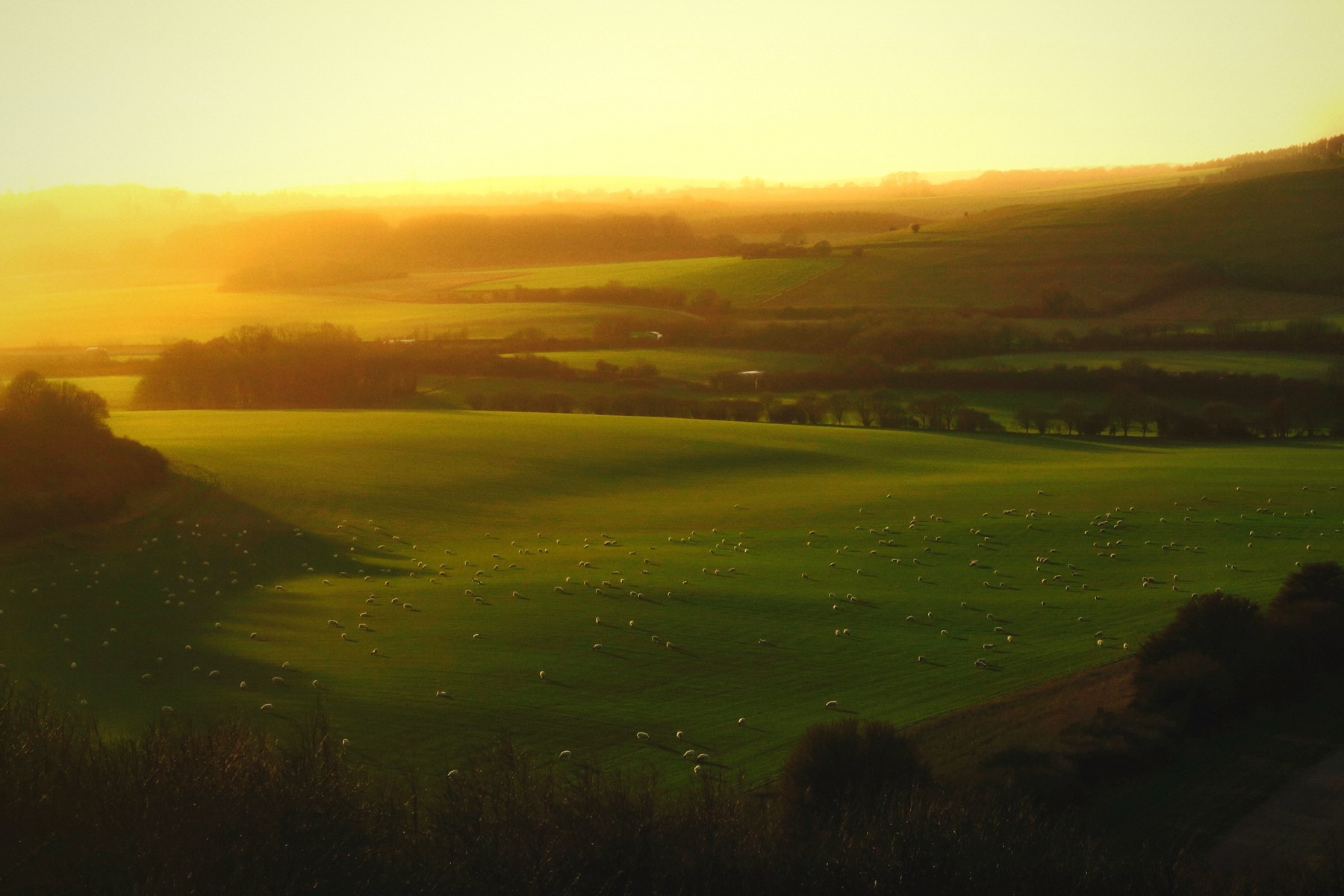 English fields with the Golden look
